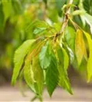 Häng.Nelkenkirsche 'Kiku-shidare-zakura' - Prunus serrulata 'Kiku-shidare-zakura' CAC