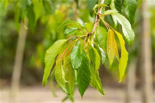 Häng.Nelkenkirsche 'Kiku-shidare-zakura' - Prunus serrulata 'Kiku-shidare-zakura' CAC