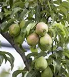 Gemeine Birne - Pyrus communis CAC