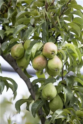 Gemeine Birne - Pyrus communis CAC