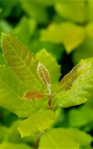 Quercus ilex - Baum