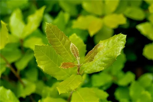 Stein-Eiche - Quercus ilex - Formgehölze