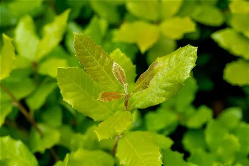 Stein-Eiche - Quercus ilex - Formgehölze