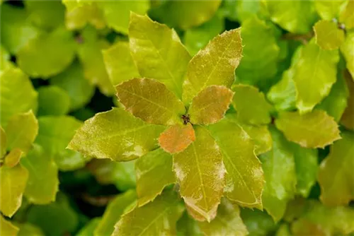 Stein-Eiche - Quercus ilex - Formgehölze