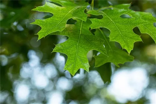 Amerik.Roteiche - Quercus rubra