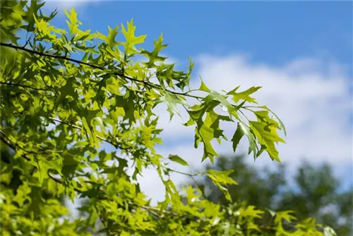 Amerik.Roteiche - Quercus rubra