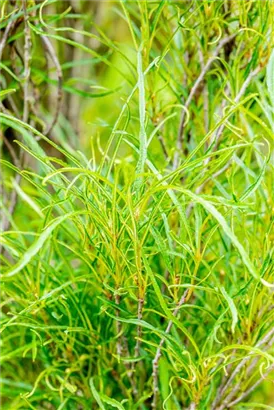 Farnblättriger Faulbaum 'Fine Line' -R- - Rhamnus frangula 'Fine Line' -R-