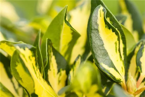 Rhododendron-Hybride 'Blattgold' - Rhododendron Hybr.'Blattgold' IV