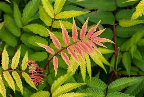 Hirschkolben-Sumach - Rhus typhina