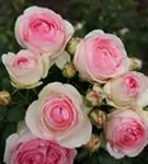 Strauchrose 'Eden Rose '85' -R- - Rosa 'Eden Rose '85' -R- STR V