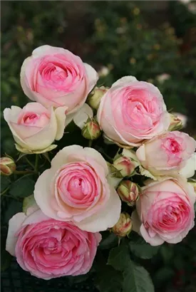 Strauchrose 'Eden Rose '85' -R- - Rosa 'Eden Rose '85' -R- STR V