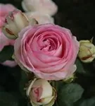 Strauchrose 'Eden Rose '85' -R- - Rosa 'Eden Rose '85' -R- STR V