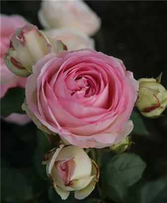 Strauchrose 'Eden Rose '85' -R- - Rosa 'Eden Rose '85' -R- STR V