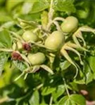 Weiße Apfelrose - Rosa rugosa alba