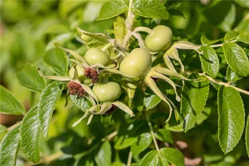 Weiße Apfelrose - Rosa rugosa alba