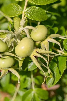 Weiße Apfelrose - Rosa rugosa alba