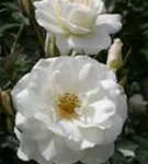 Strauchrose 'Schneewittchen' -R- - Rosa 'Schneewittchen' -R- STR III