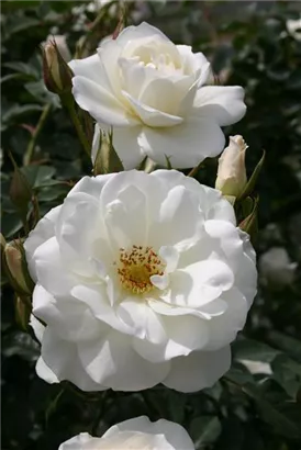 Strauchrose 'Schneewittchen' -R- - Rosa 'Schneewittchen' -R- STR III