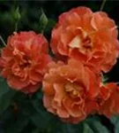 Strauchrose 'Westerland' -R- ADR-Rose - Rosa 'Westerland' -R- STR III