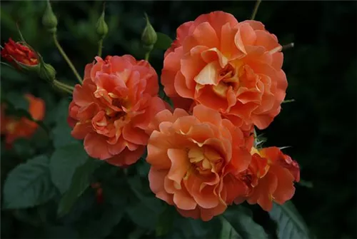 Strauchrose 'Westerland' -R- ADR-Rose - Rosa 'Westerland' -R- STR III