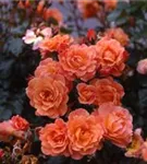 Strauchrose 'Westerland' -R- ADR-Rose - Rosa 'Westerland' -R- STR III