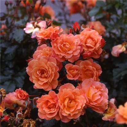 Strauchrose 'Westerland' -R- ADR-Rose - Rosa 'Westerland' -R- STR III