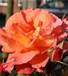 Strauchrose 'Westerland' -R- ADR-Rose - Rosa 'Westerland' -R- STR III