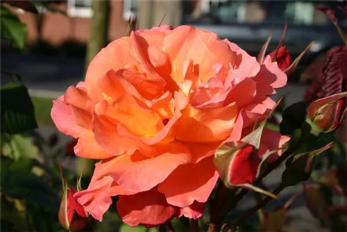 Strauchrose 'Westerland' -R- ADR-Rose - Rosa 'Westerland' -R- STR III