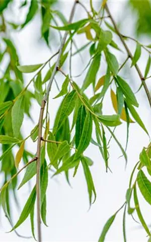 Salix babylonica