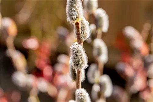 Salweide - Salix caprea