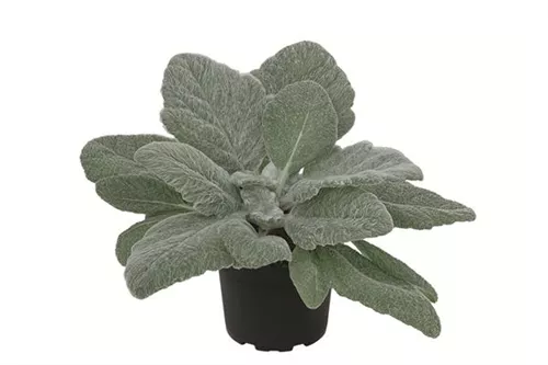 Silberblatt-Salbei - Salvia argentea