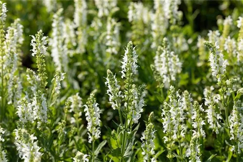 Garten-Blüten-Salbei - Salvia nemorosa 'Adrian'