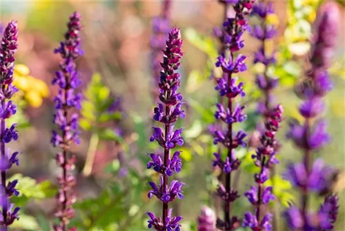 Garten-Blüten-Salbei - Salvia nemorosa 'Caradonna'