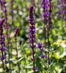 Garten-Blüten-Salbei - Salvia nemorosa 'Caradonna'