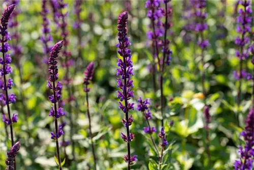 Garten-Blüten-Salbei - Salvia nemorosa 'Caradonna'