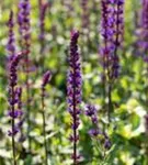 Garten-Blüten-Salbei - Salvia nemorosa 'Caradonna'