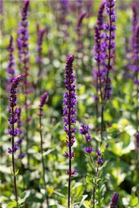 Garten-Blüten-Salbei - Salvia nemorosa 'Caradonna'