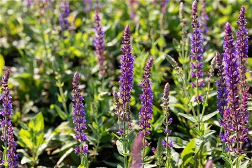 Garten-Blüten-Salbei - Salvia nemorosa 'Ostfriesland'