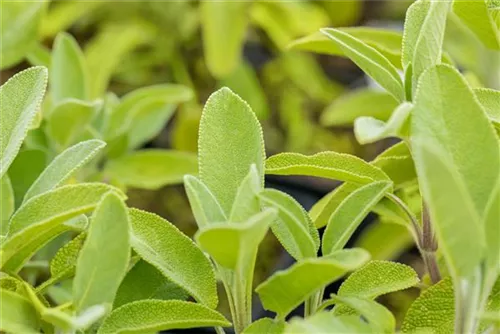 Garten-Salbei - Salvia officinalis 'Berggarten'