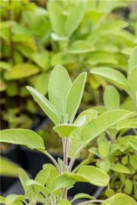 Garten-Salbei - Salvia officinalis 'Berggarten'