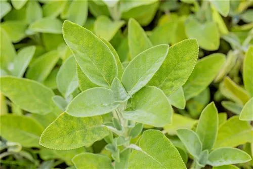 Garten-Salbei - Salvia officinalis 'Berggarten'