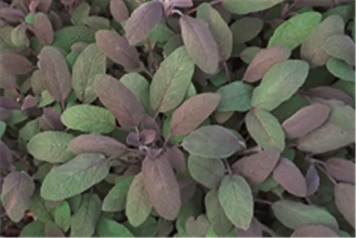 Garten-Salbei - Salvia officinalis 'Purpurascens'