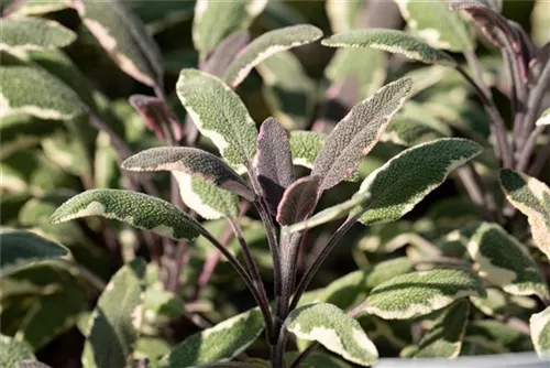 Dreifarbiger Garten-Salbei - Salvia officinalis 'Tricolor'