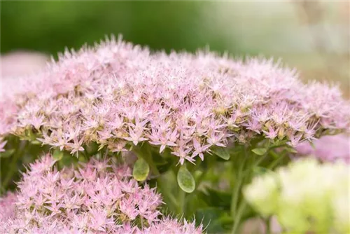 Prächtiges Garten-Fettblatt - Sedum spectabile 'Brillant'