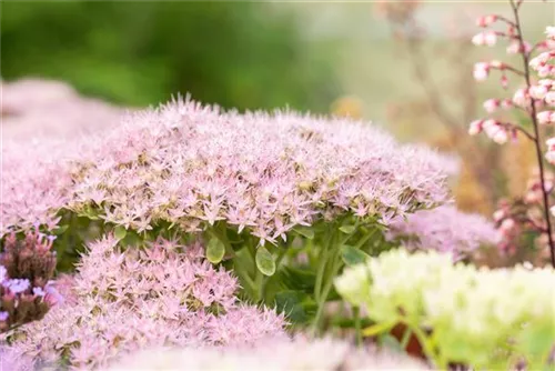 Prächtiges Garten-Fettblatt - Sedum spectabile 'Brillant'