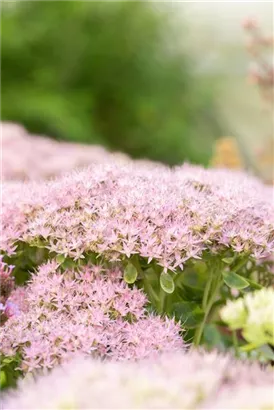 Prächtiges Garten-Fettblatt - Sedum spectabile 'Brillant'