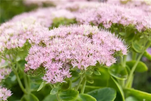 Prächtiges Garten-Fettblatt - Sedum spectabile 'Brillant'