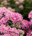 Prächtiges Garten-Fettblatt - Sedum spectabile 'Carl'