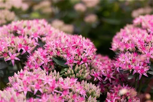 Prächtiges Garten-Fettblatt - Sedum spectabile 'Carl'