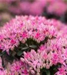 Prächtiges Garten-Fettblatt - Sedum spectabile 'Carl'